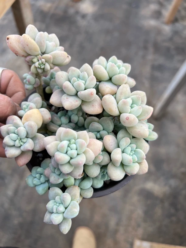 奶酪蛋糕多肉植物  全场满18.8包邮，偏远地区满128包邮