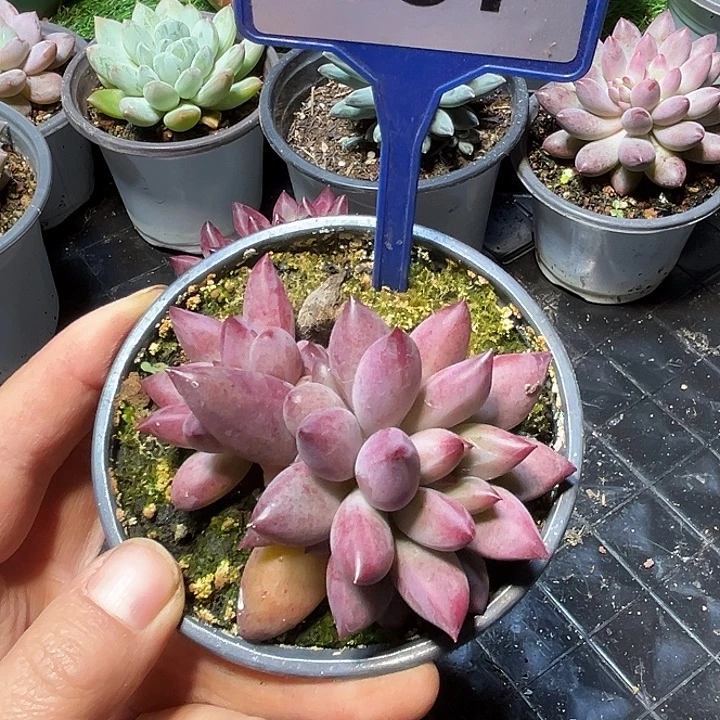 车厘子一物一拍137