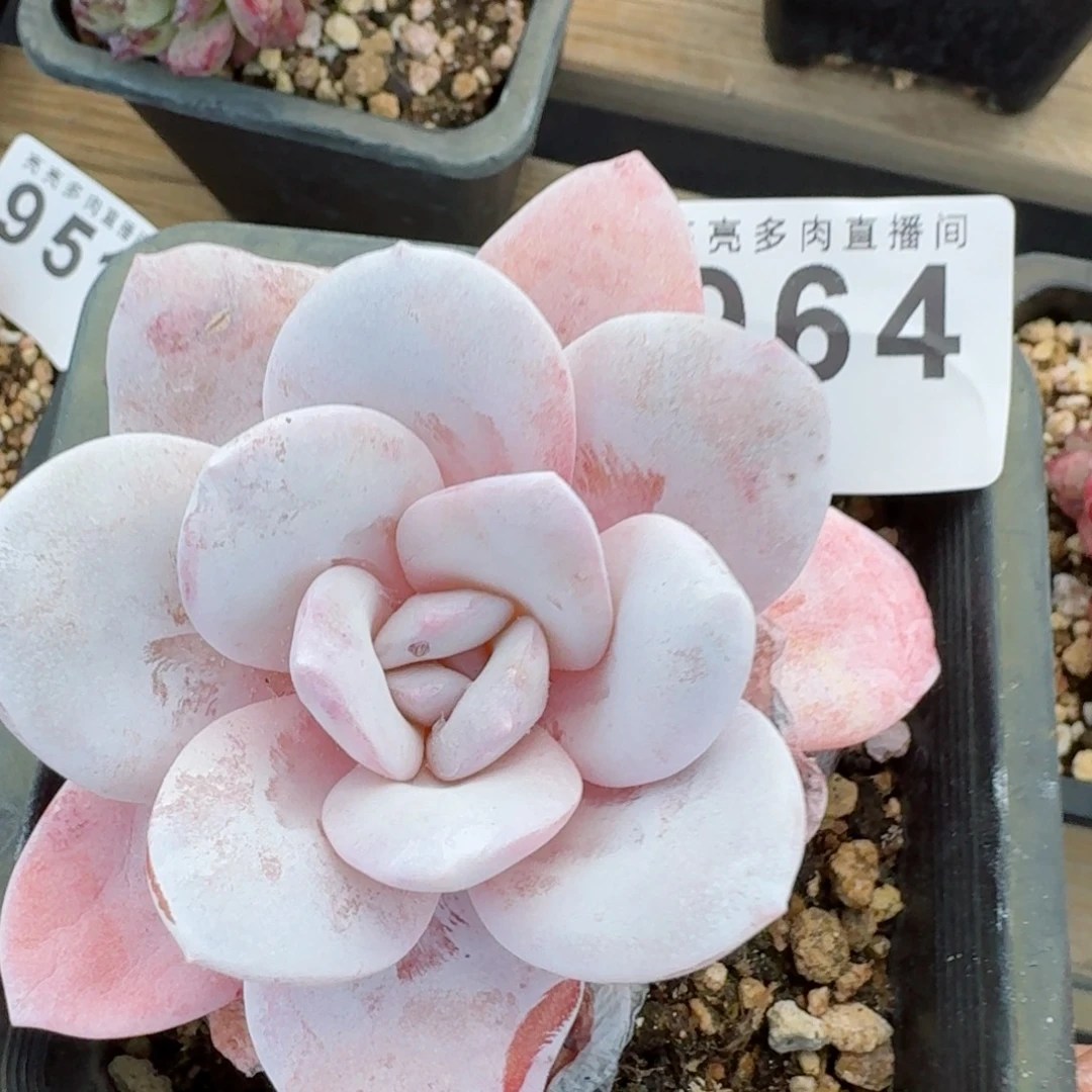 雪莲      愿你一路坦途，乘风破浪展宏图