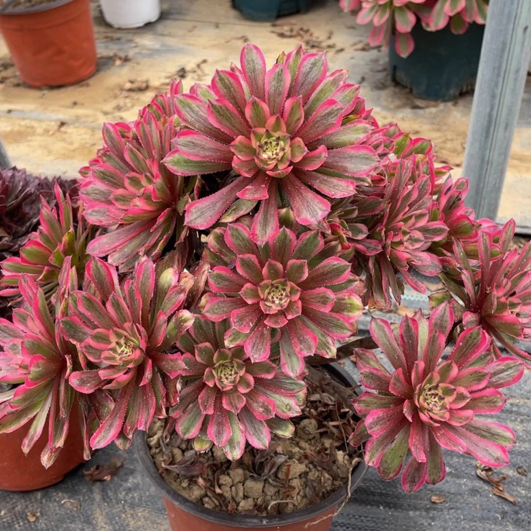 899糖果粉黛精品法师多肉