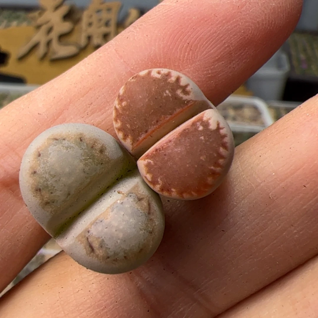 【闪购商品】00000000021