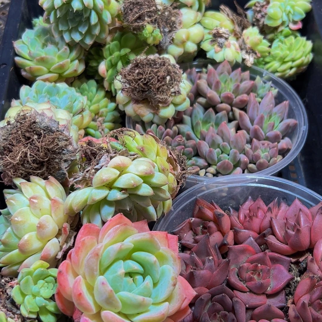 371的人都在用这个词了吗我真的很