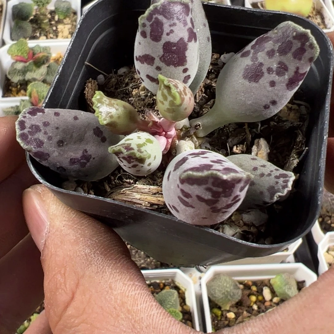 奶牛斑海豹多肉植物水泡