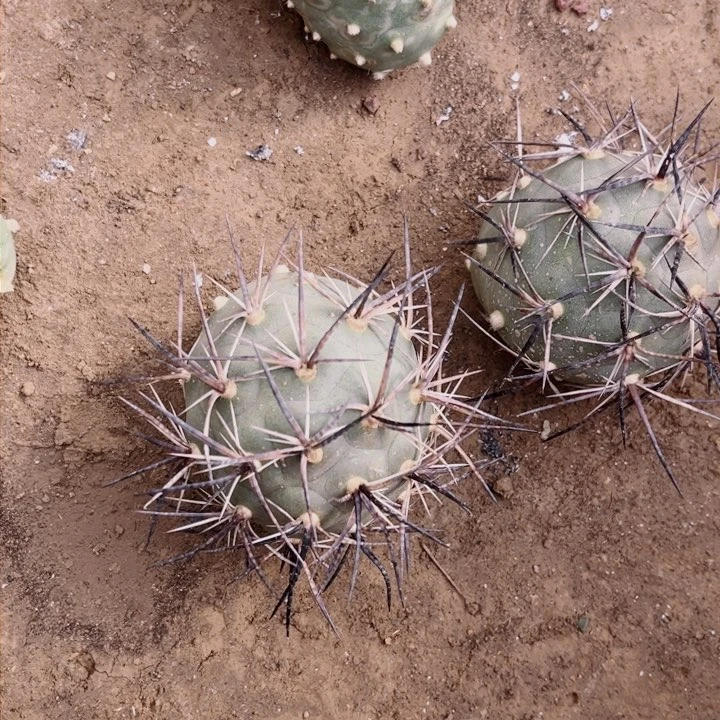 宝*黑刺水牛角习志野