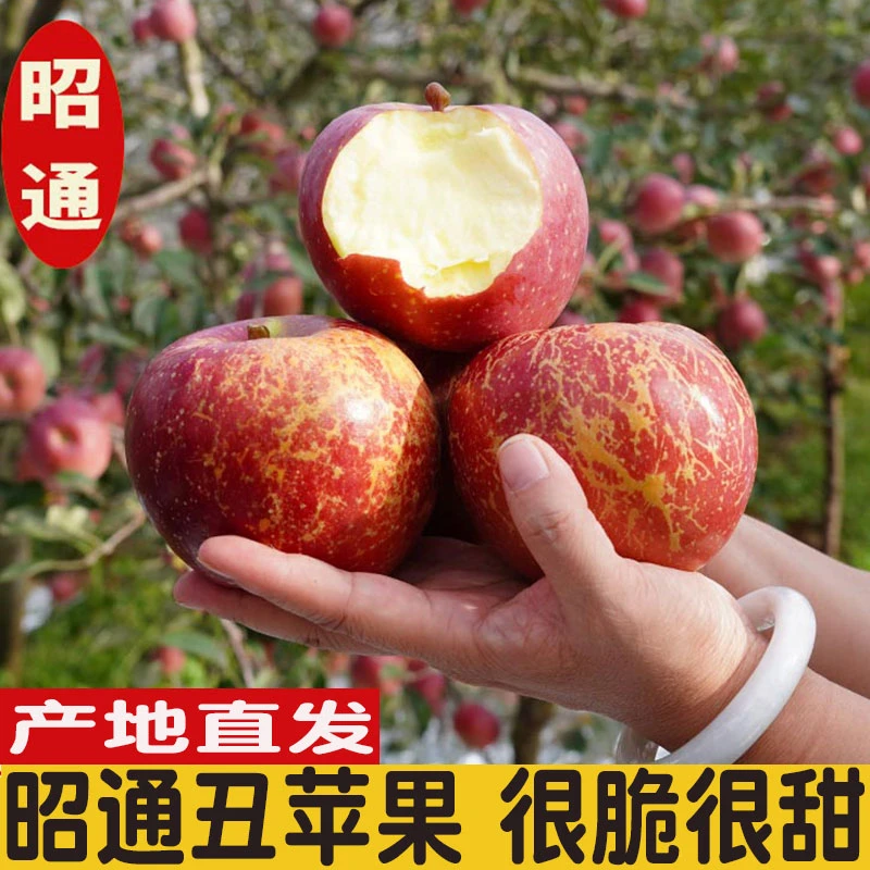【正宗云南昭通丑苹果】脆甜多汁当季应季水果产地直发整箱红富士
