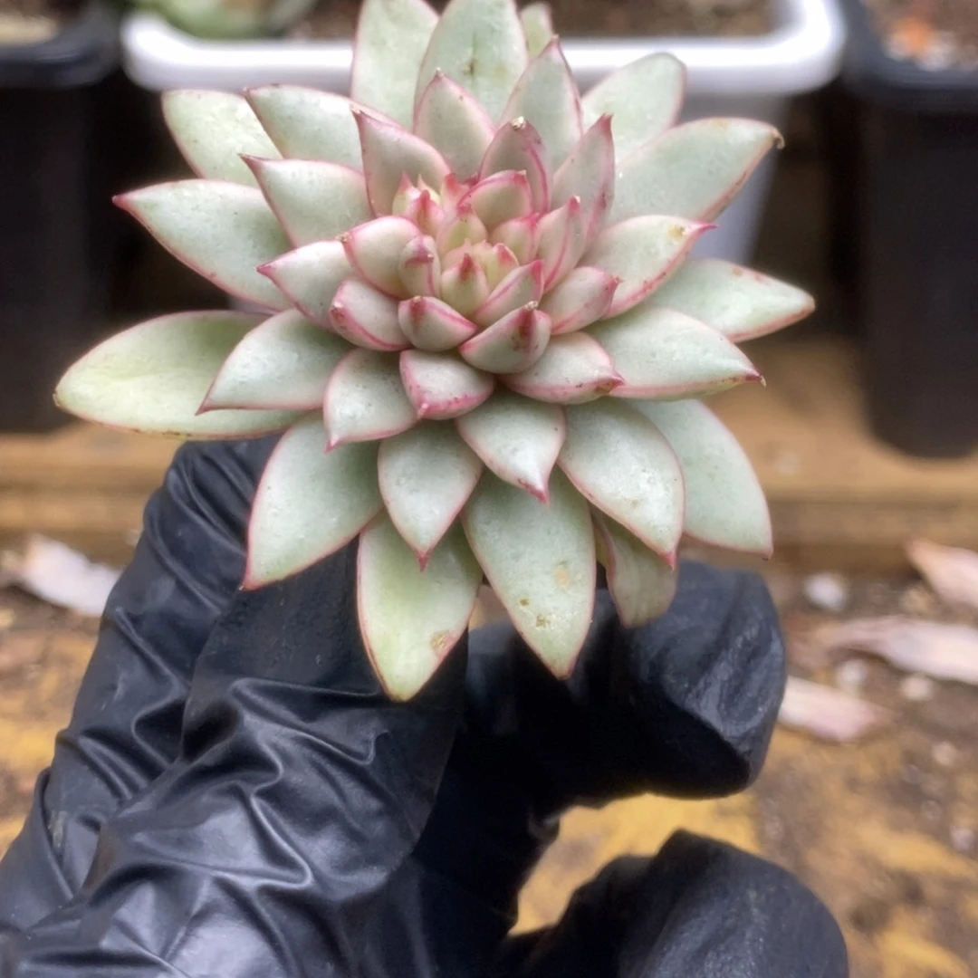 070黄金雨侧芽锦锦锦锦