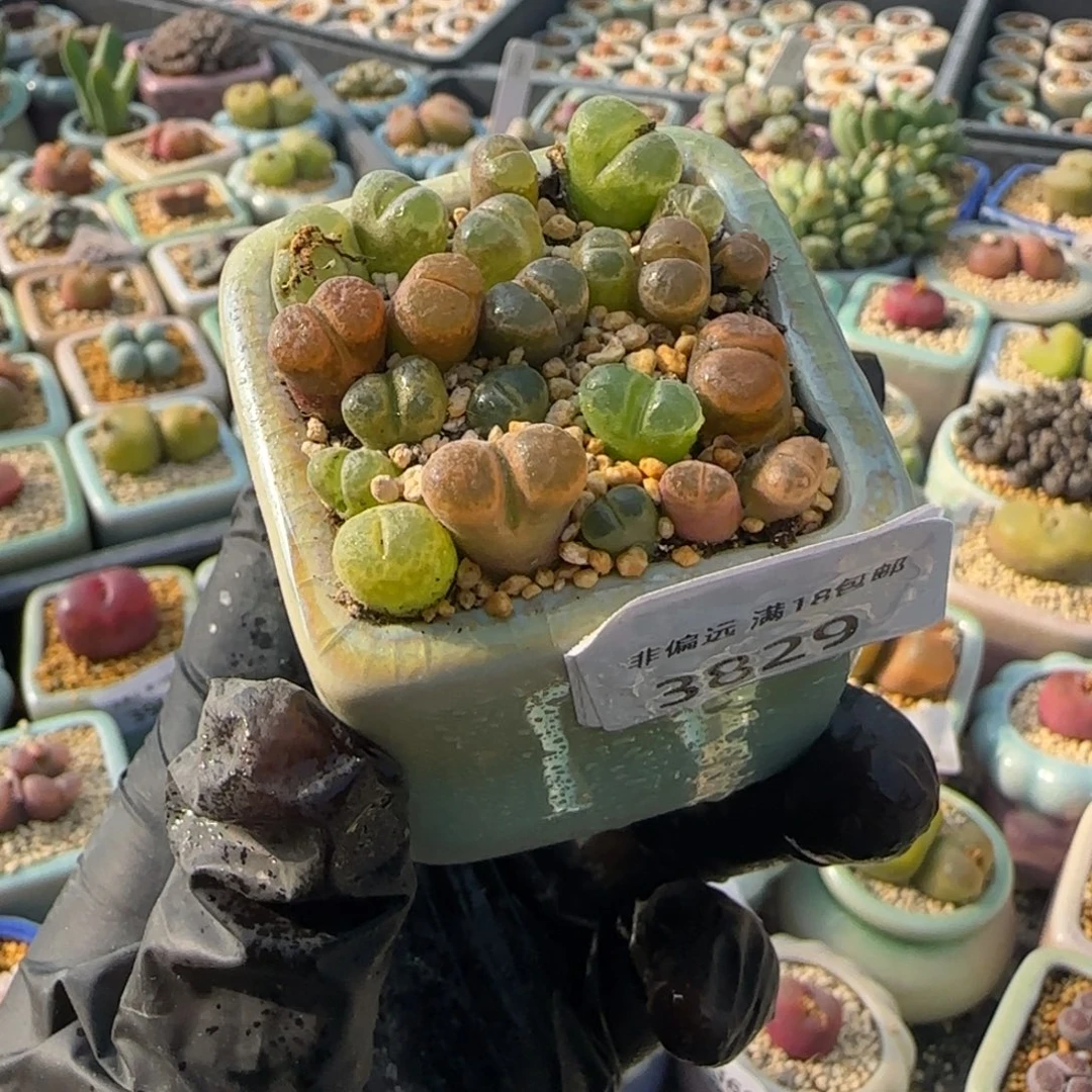 3829-一物一拍 带盆