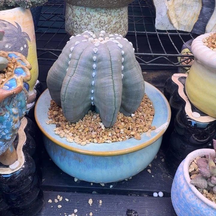 S***o我也想要这样一款面