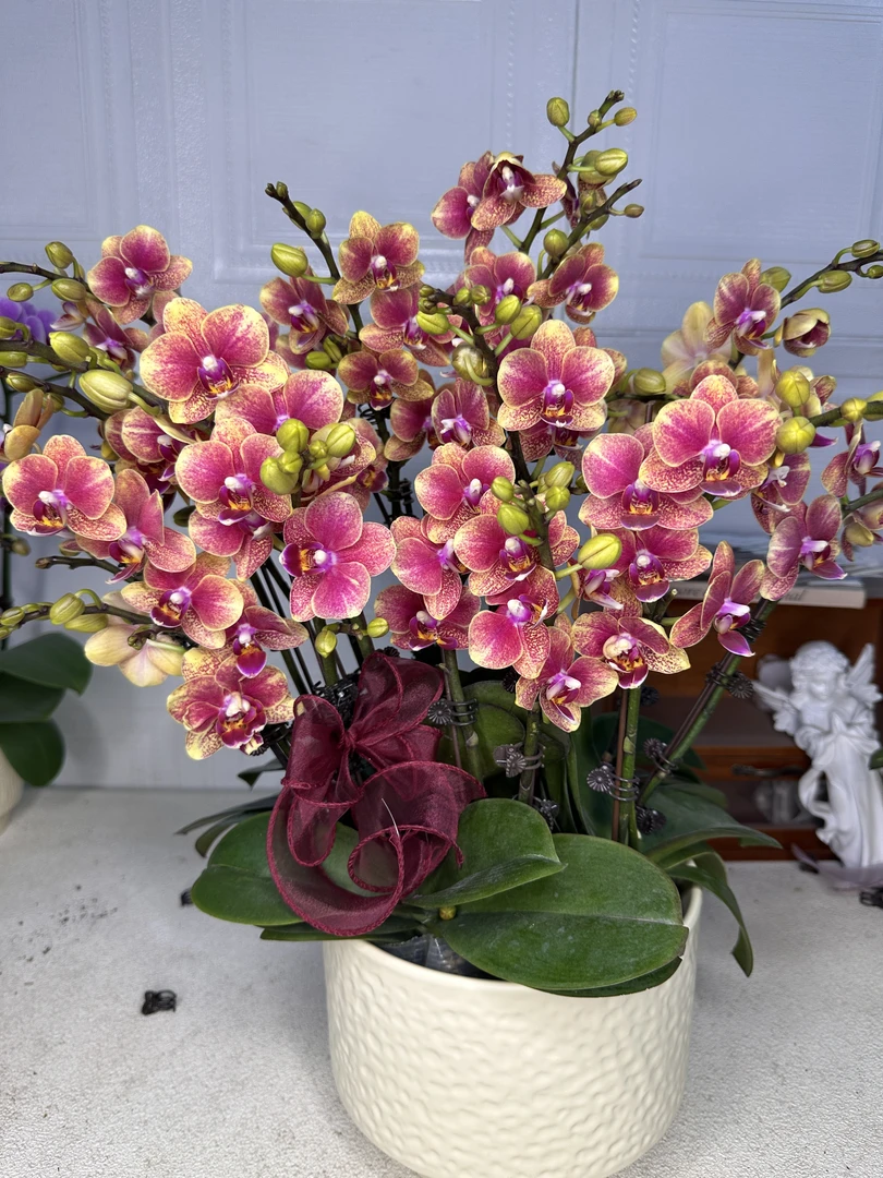 花悦里【金蝶聚宝盆】带花带花苞 室内花花 广州花卉源头基地4-8