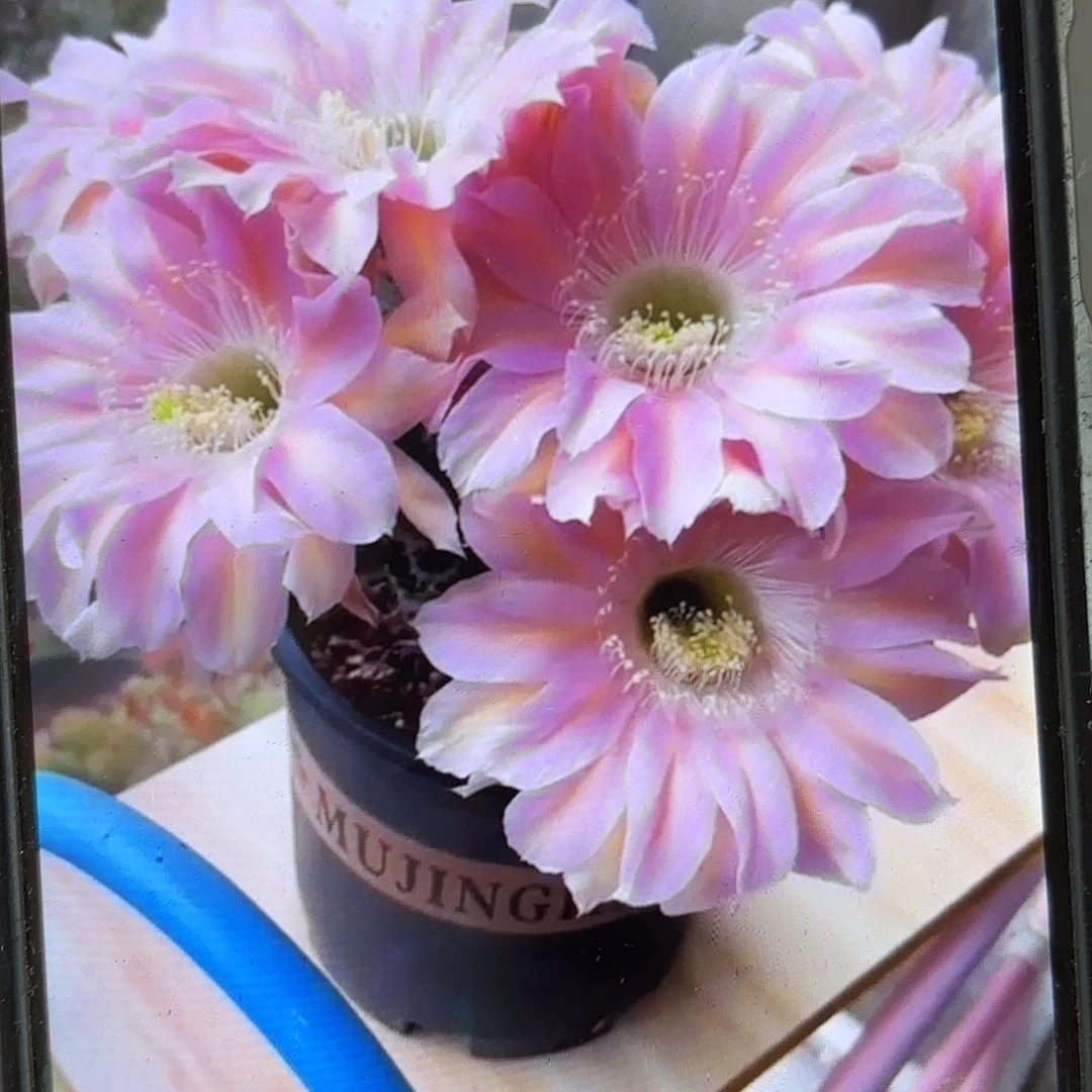 小步舞曲彩20包邮仙人球9