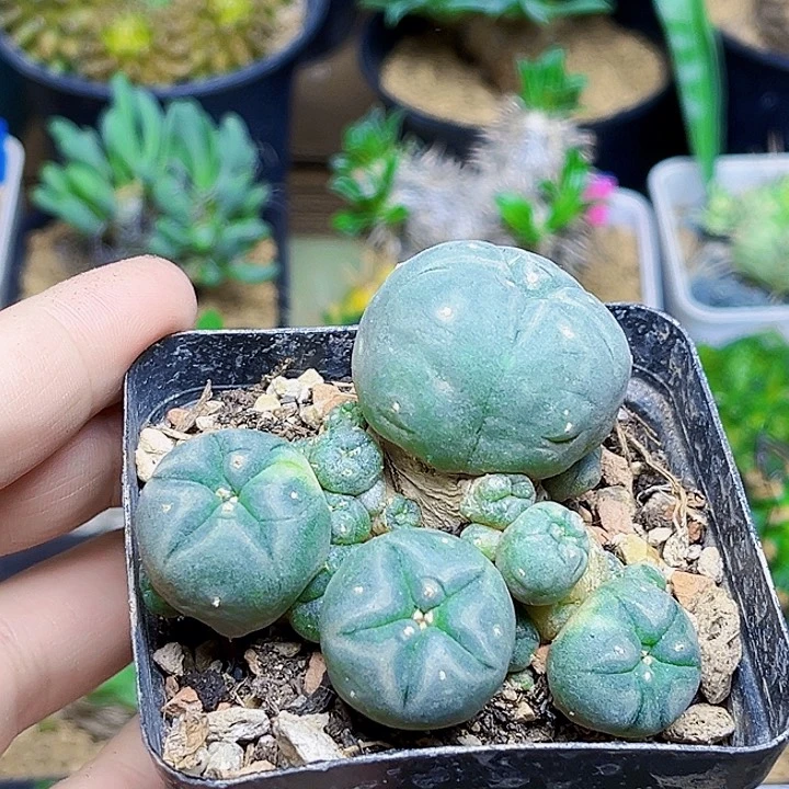 带锦海鲜群一颗一颗自根