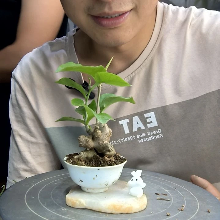 明*中青园艺一物一拍107