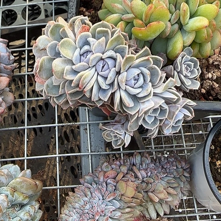 青蛙王子儿童牙膏套装11