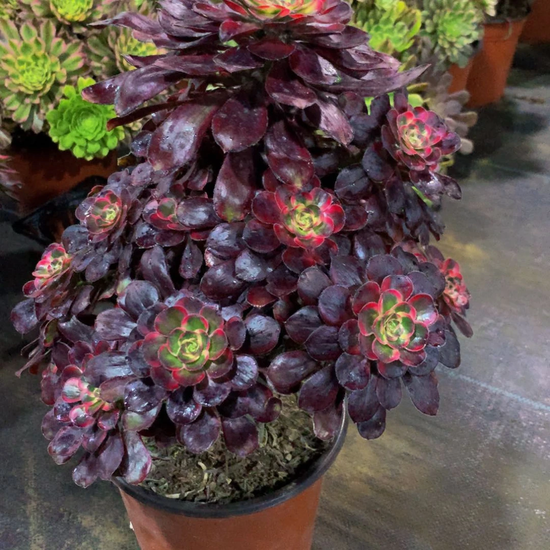 【闪购商品】478丽娜