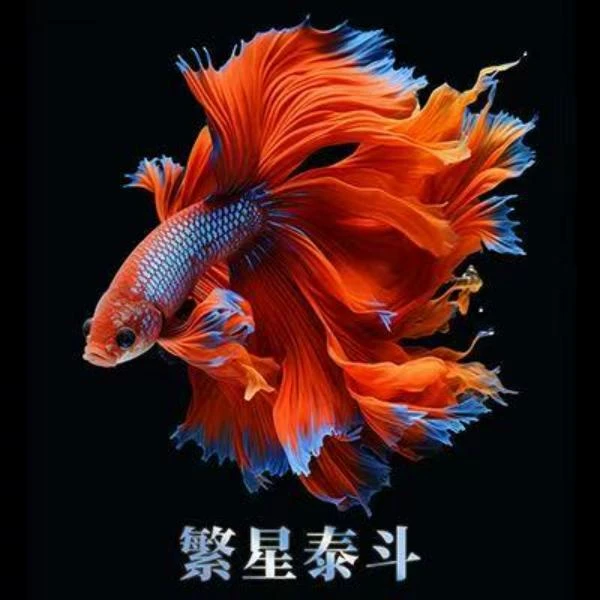 【1~62】泰国斗鱼直播选号小型热带鱼