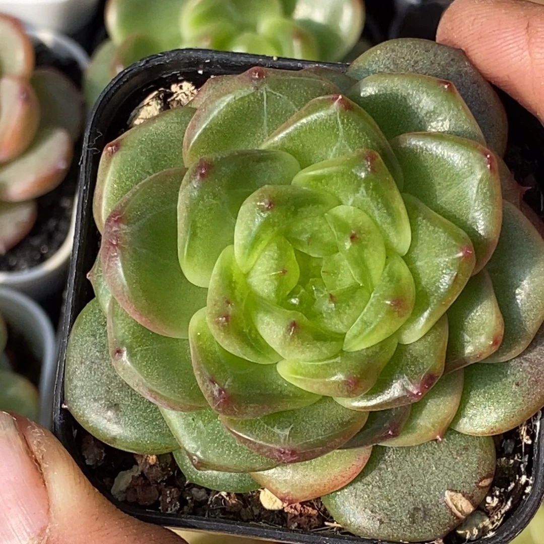 天官赐福百无禁忌