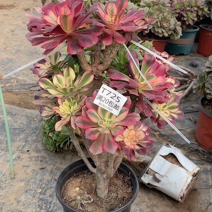 725嫁接多肉法师多肉