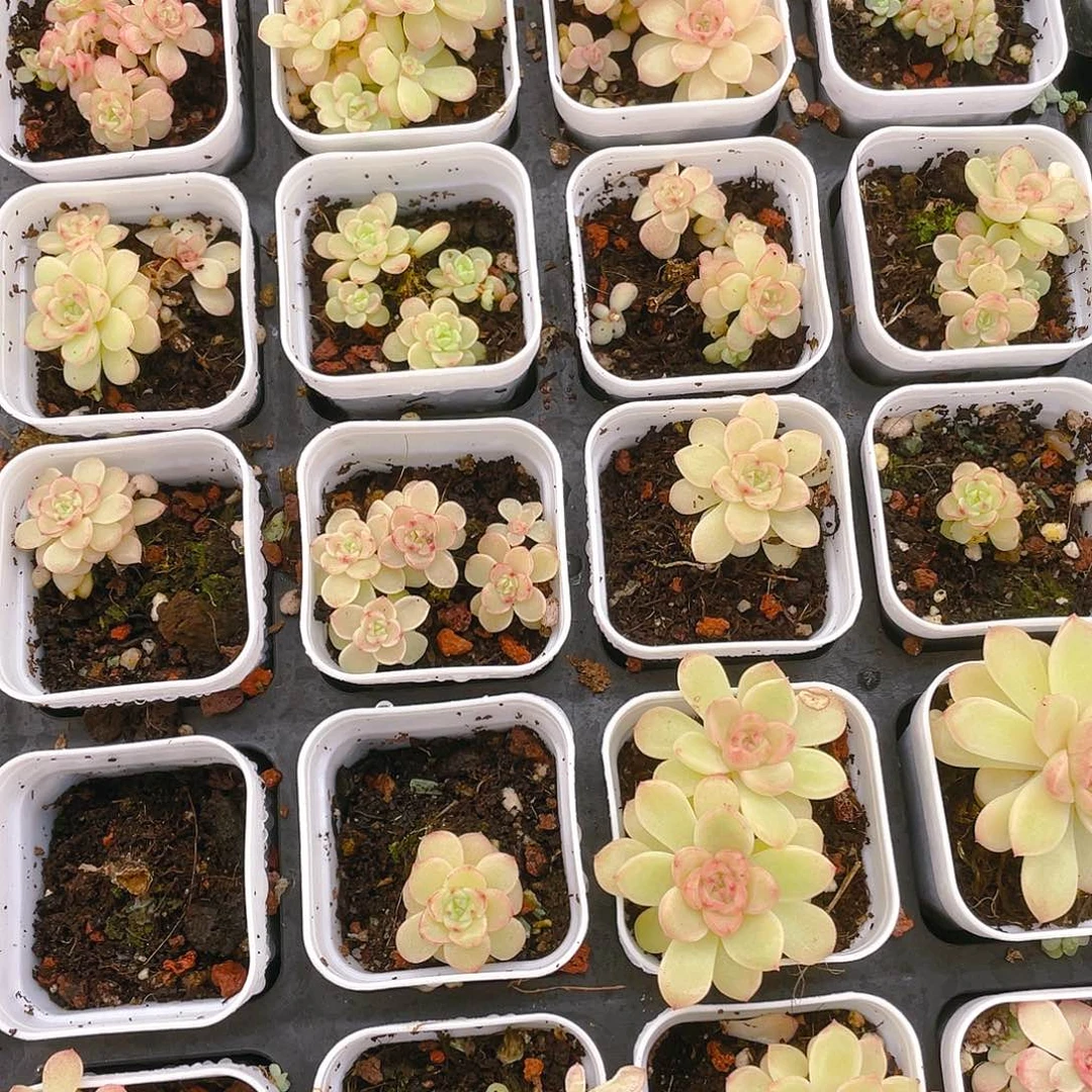 珍珠麦杆盆一个满25包邮