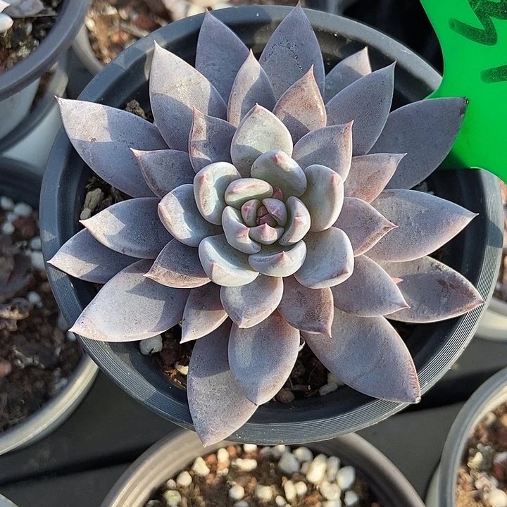 多肉植物青鬼3124