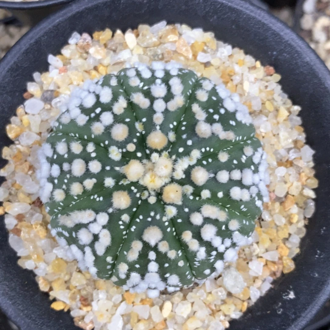 小****c仙人球的世界里有