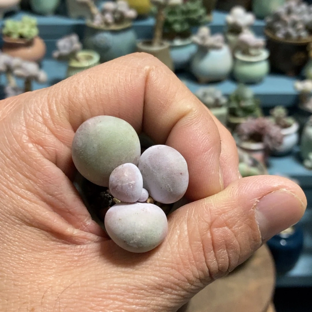 橙雪球奶酪5颗非偏远地区包邮