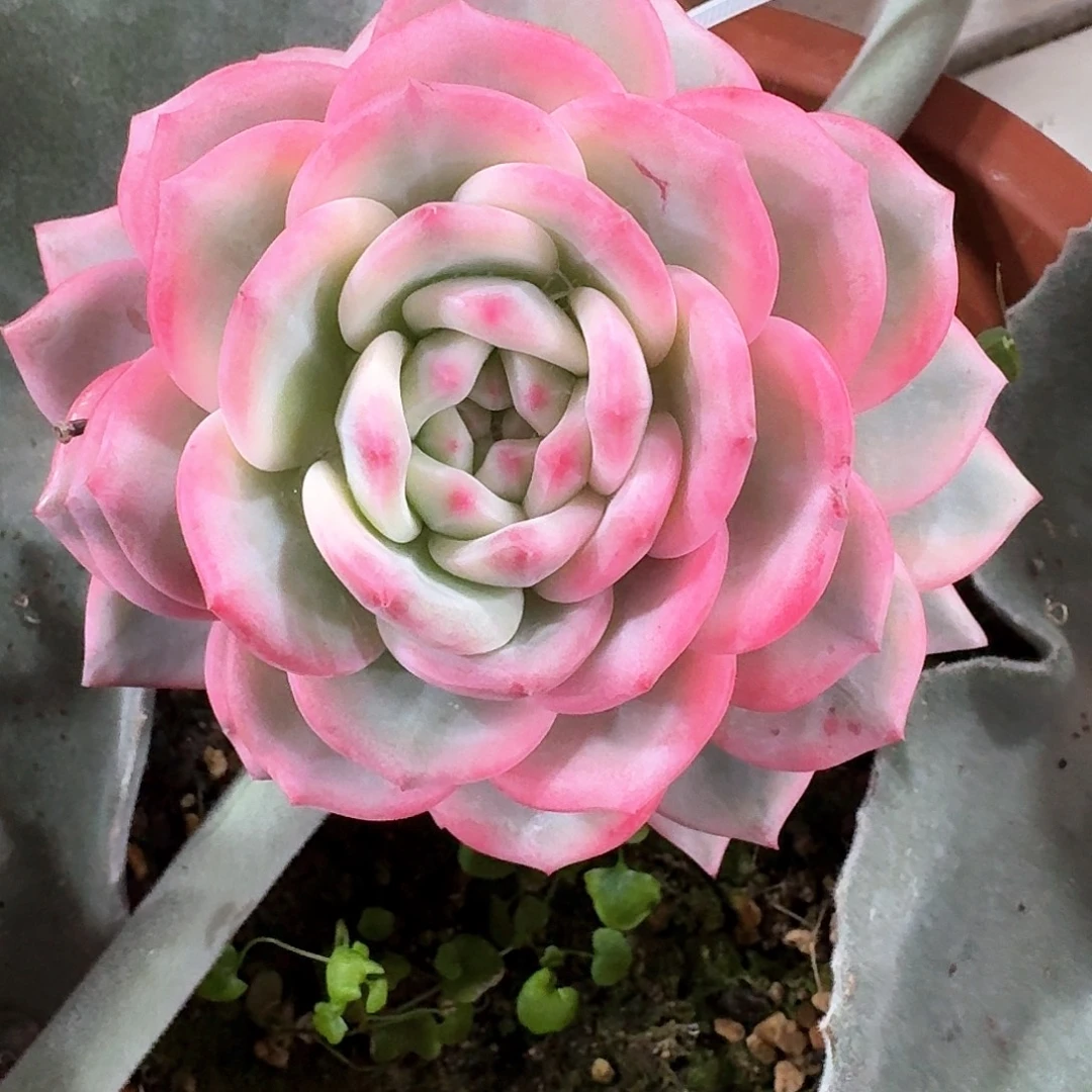 爱丽尔锦多肉植物