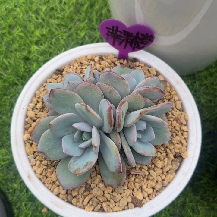 苹***）奶茶群生多肉植物