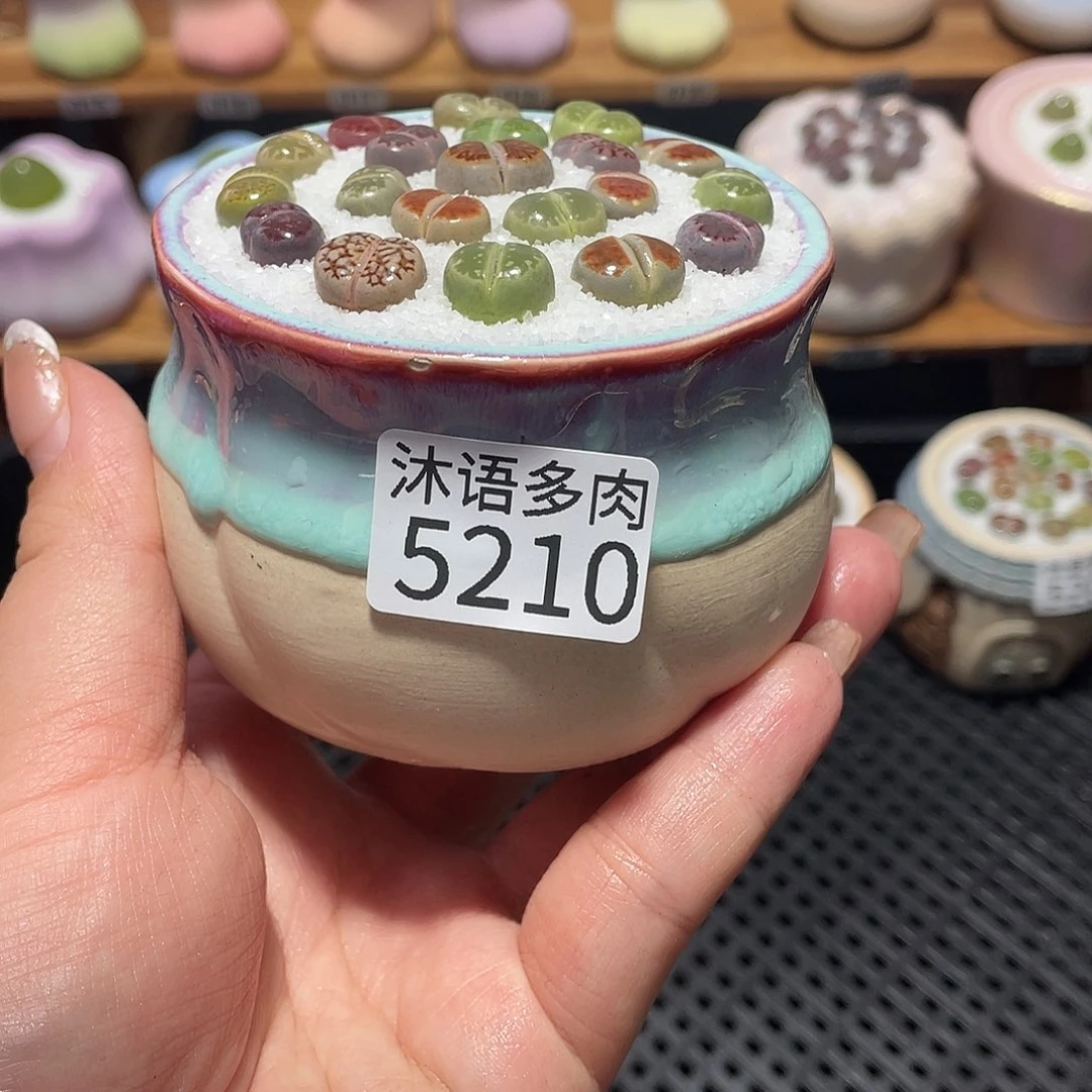 带盆土植物 一物一拍5210盆微瑕