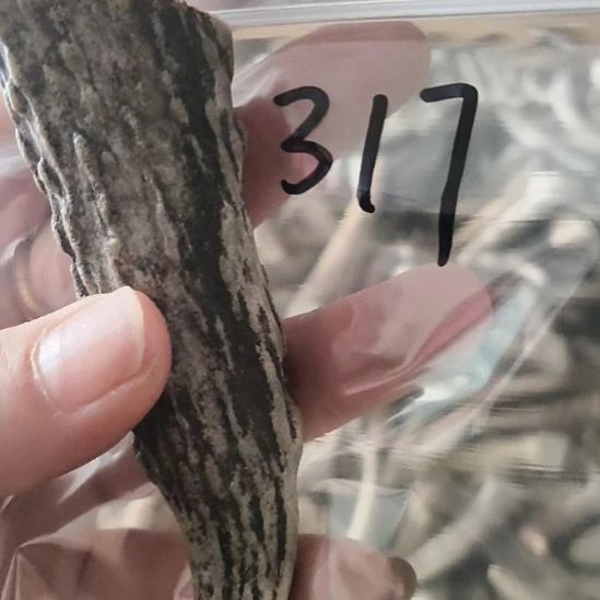 <***>鹿角鹿角鹿角鹿角鹿角鹿角