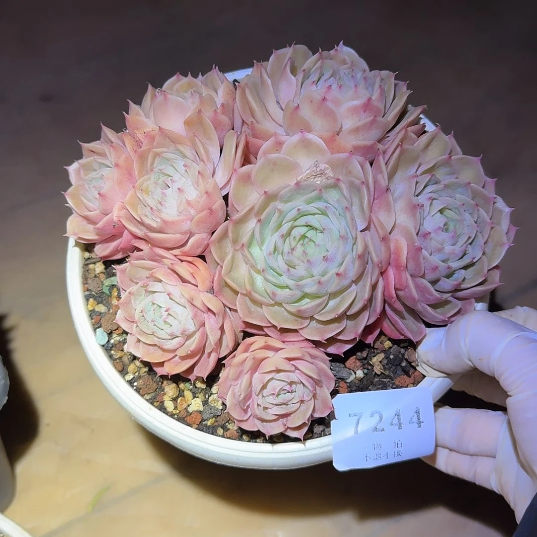 三***爱7244昂斯诺多肉。