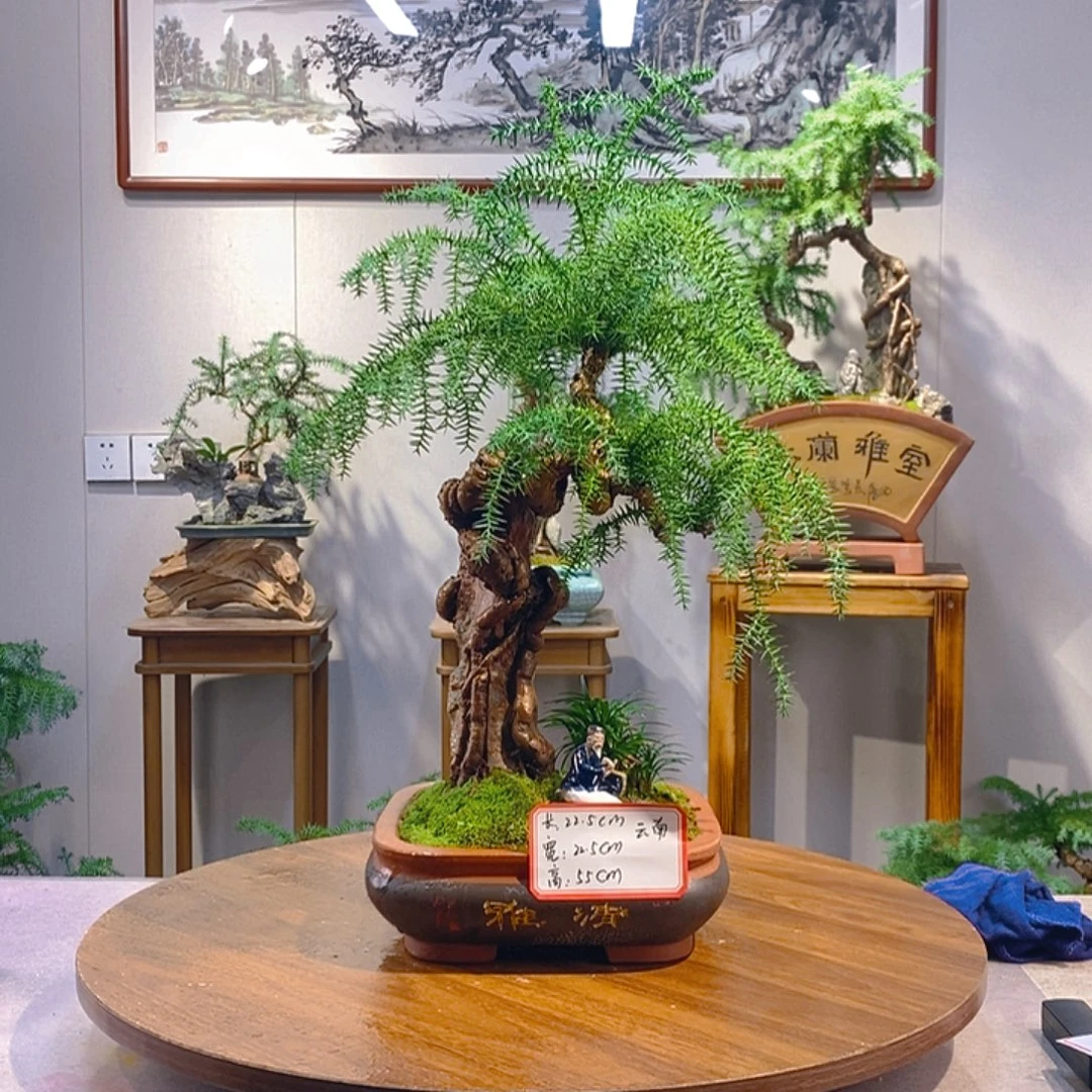 用***4无花朵澳洲杉盆景11111