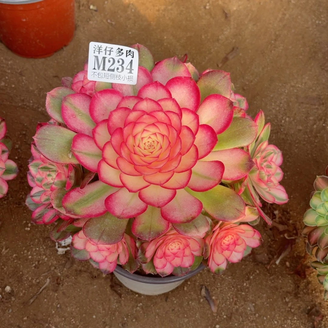 美****234荔枝 冠幅20左右