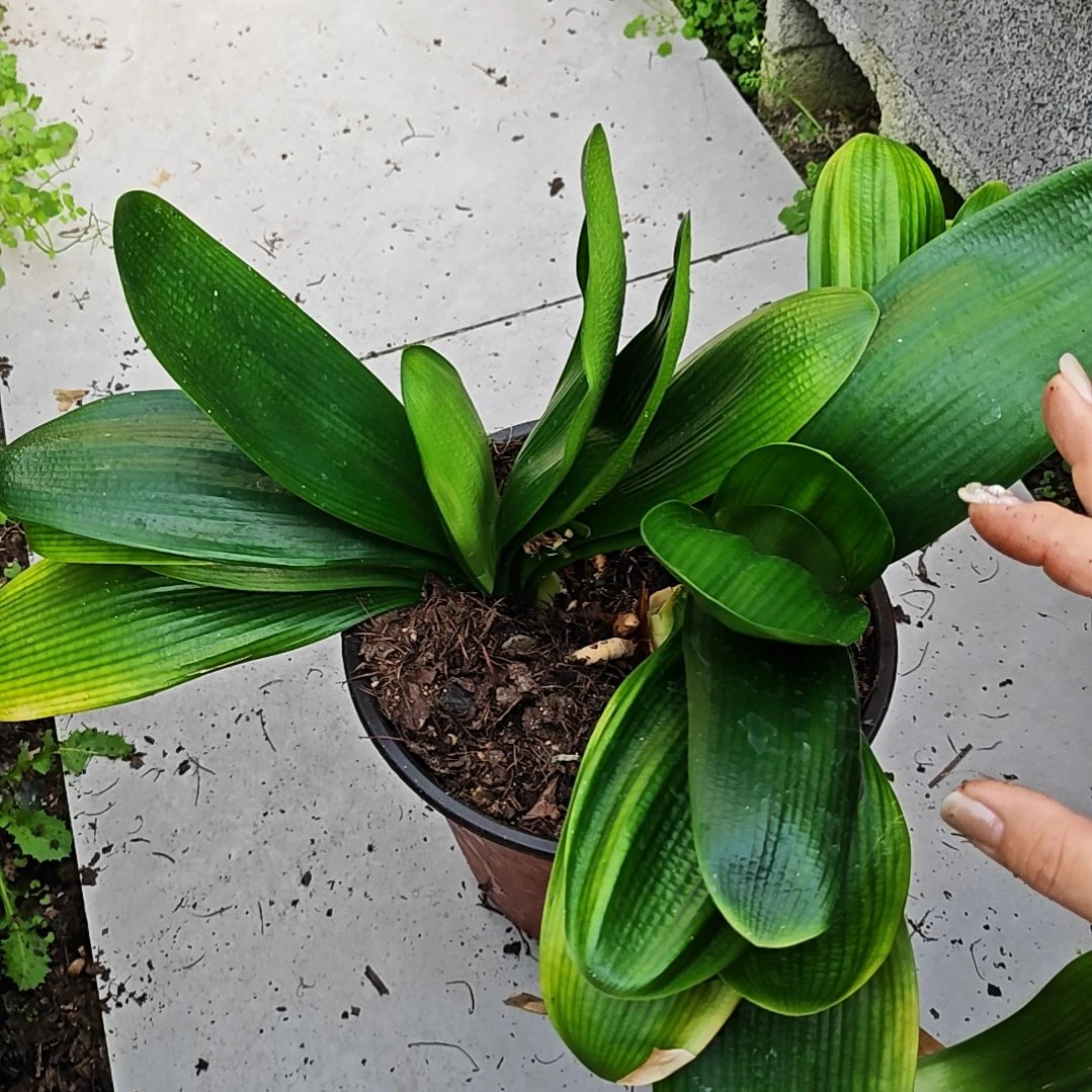 完全开放君子兰群