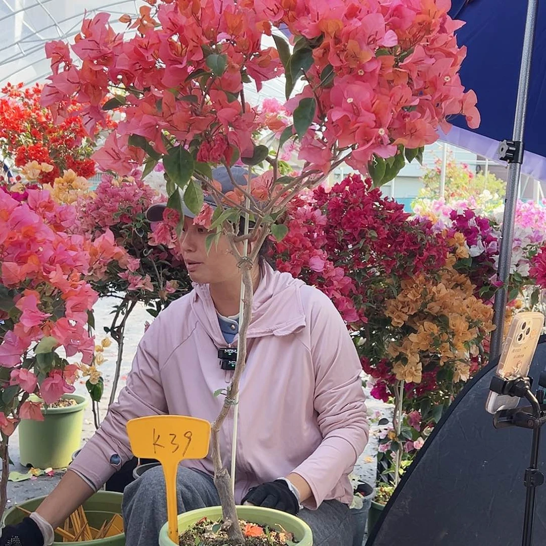 8***的大部分花苞少量开放K39波妹