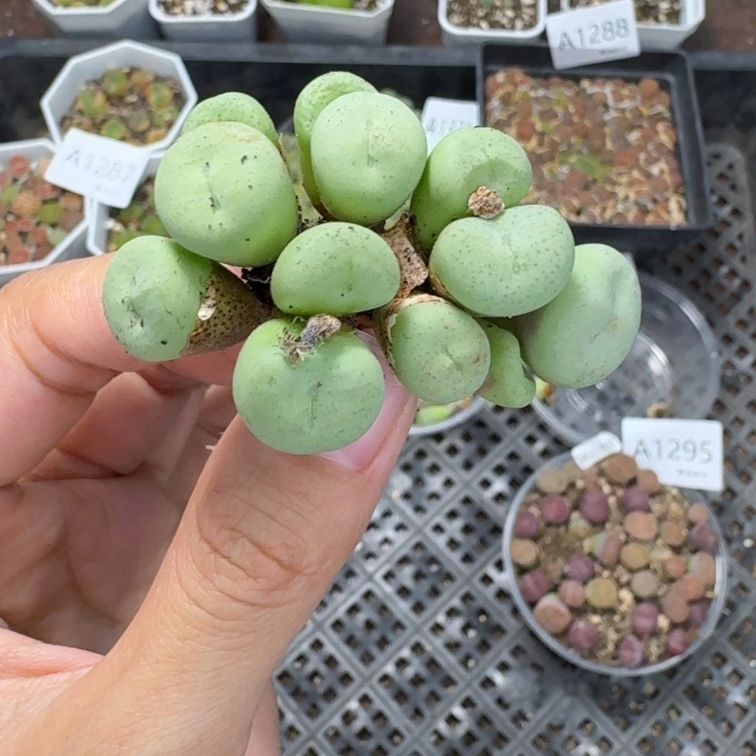 1297 生石花和肉锥
