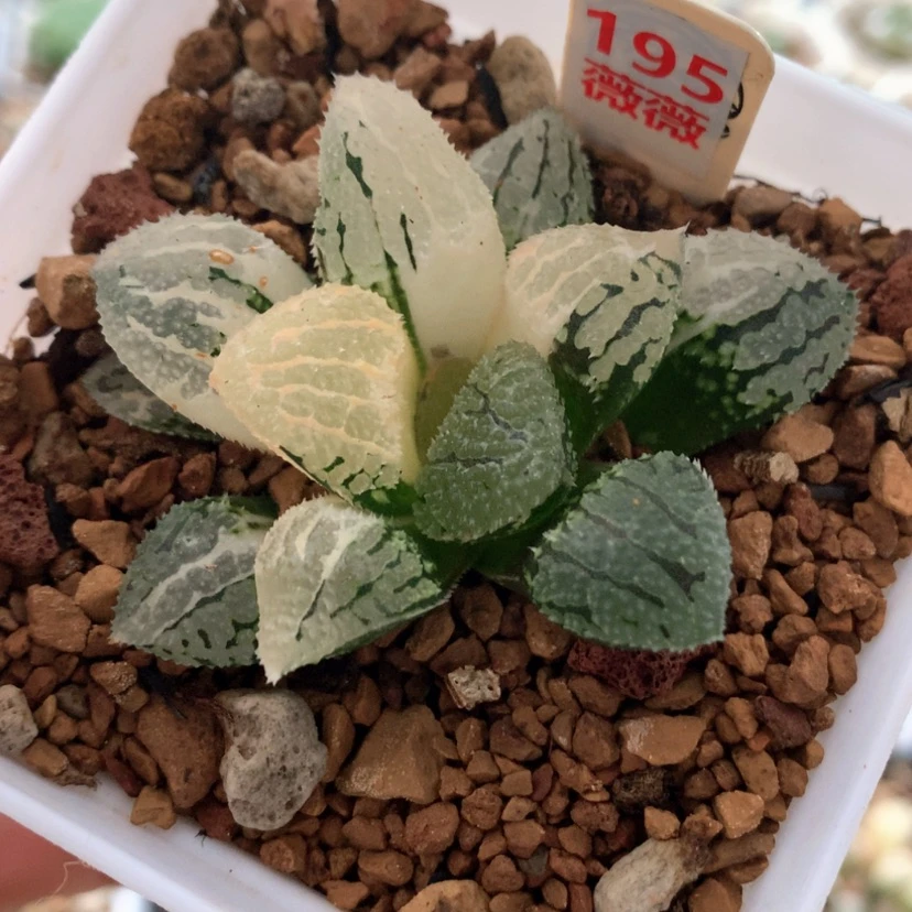 【闪购商品】195具味城