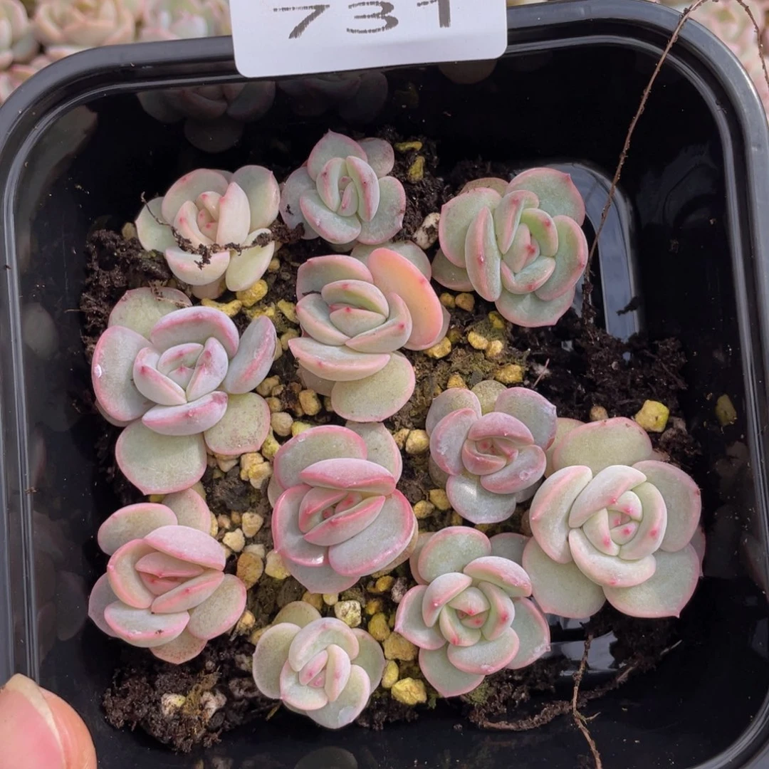 多肉植物多肉植物731