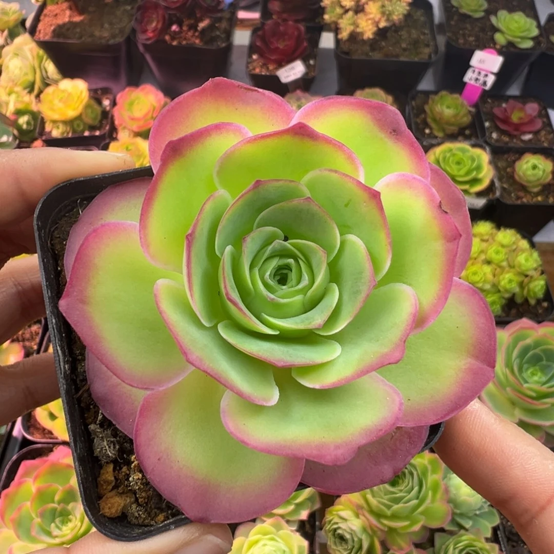 L66半城玫瑰魅影