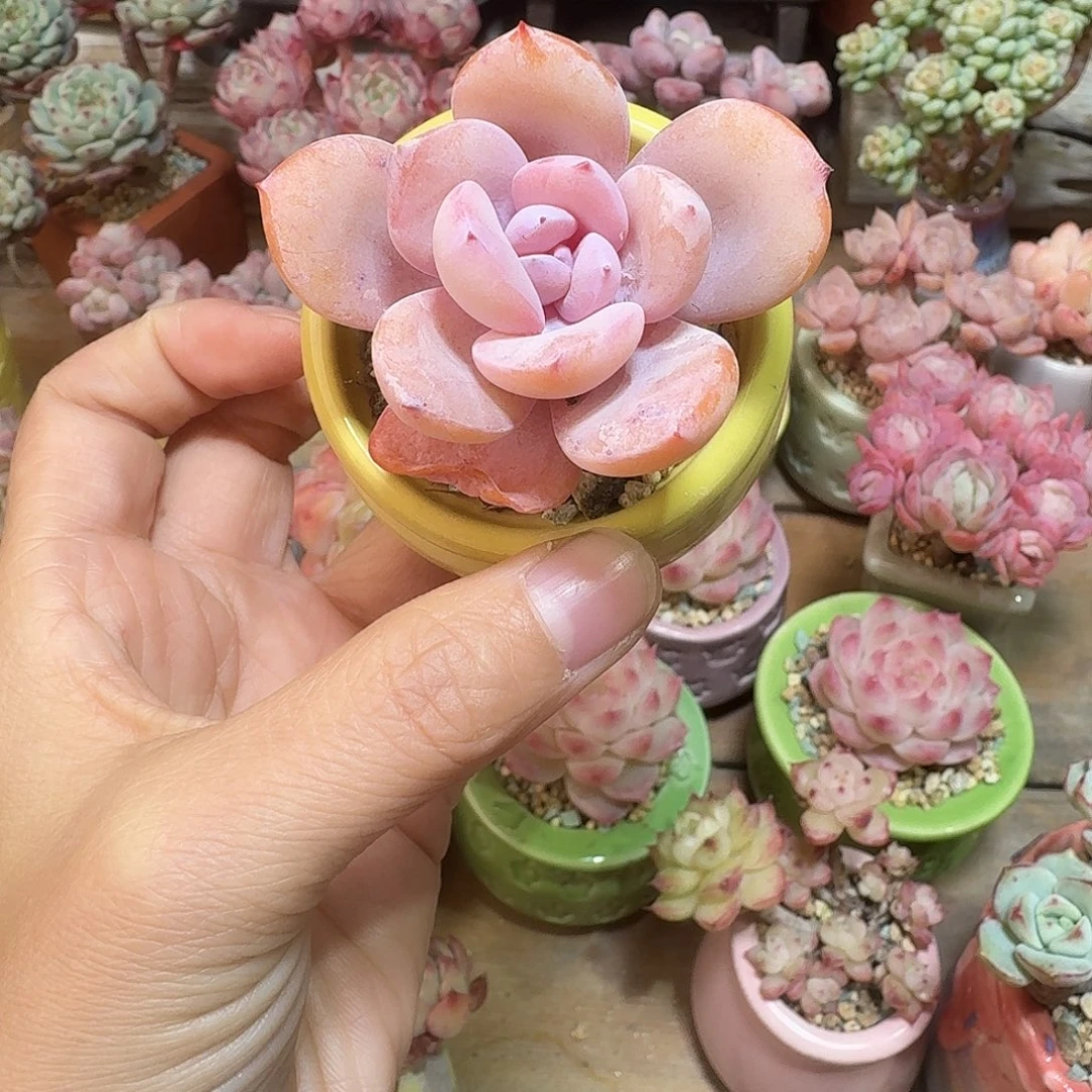 奶茶 多肉含盆土 一物一拍