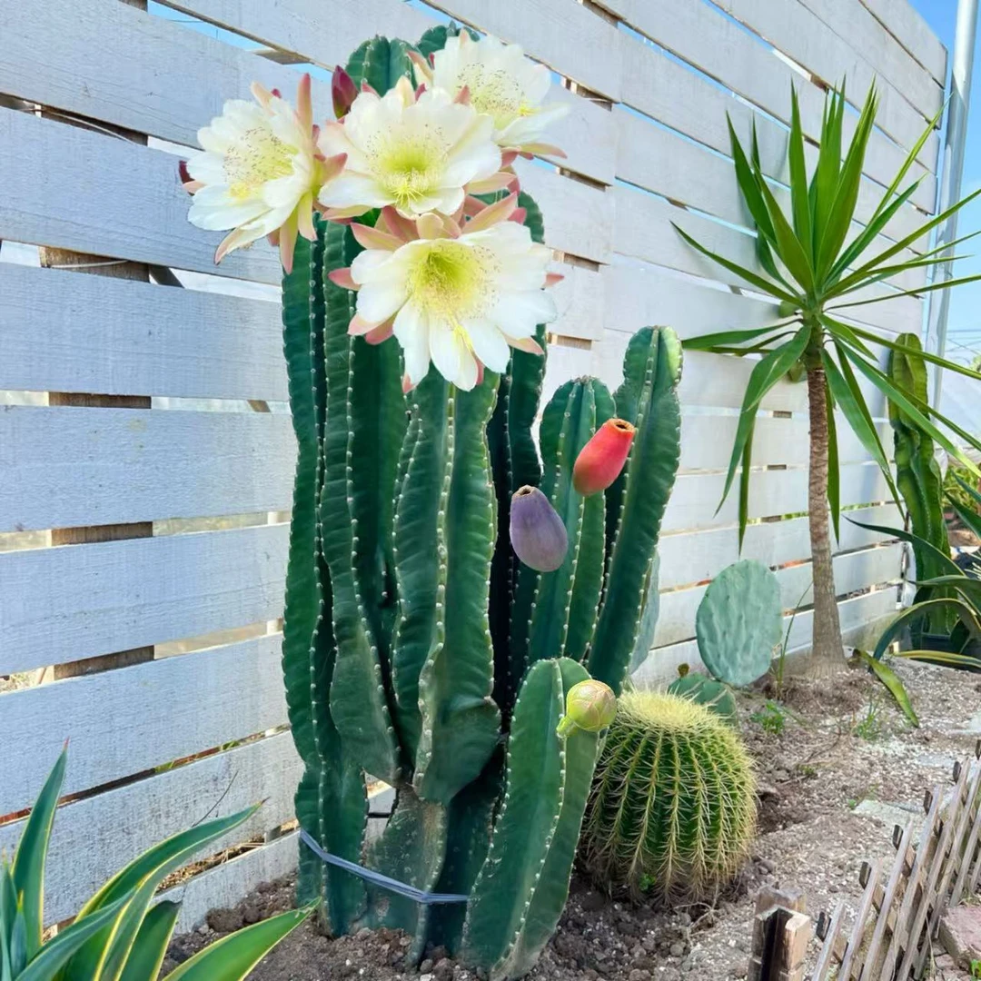 秘鲁苹果仙人掌沙生植物造景庭院景观大型绿植花园植物开花耐热