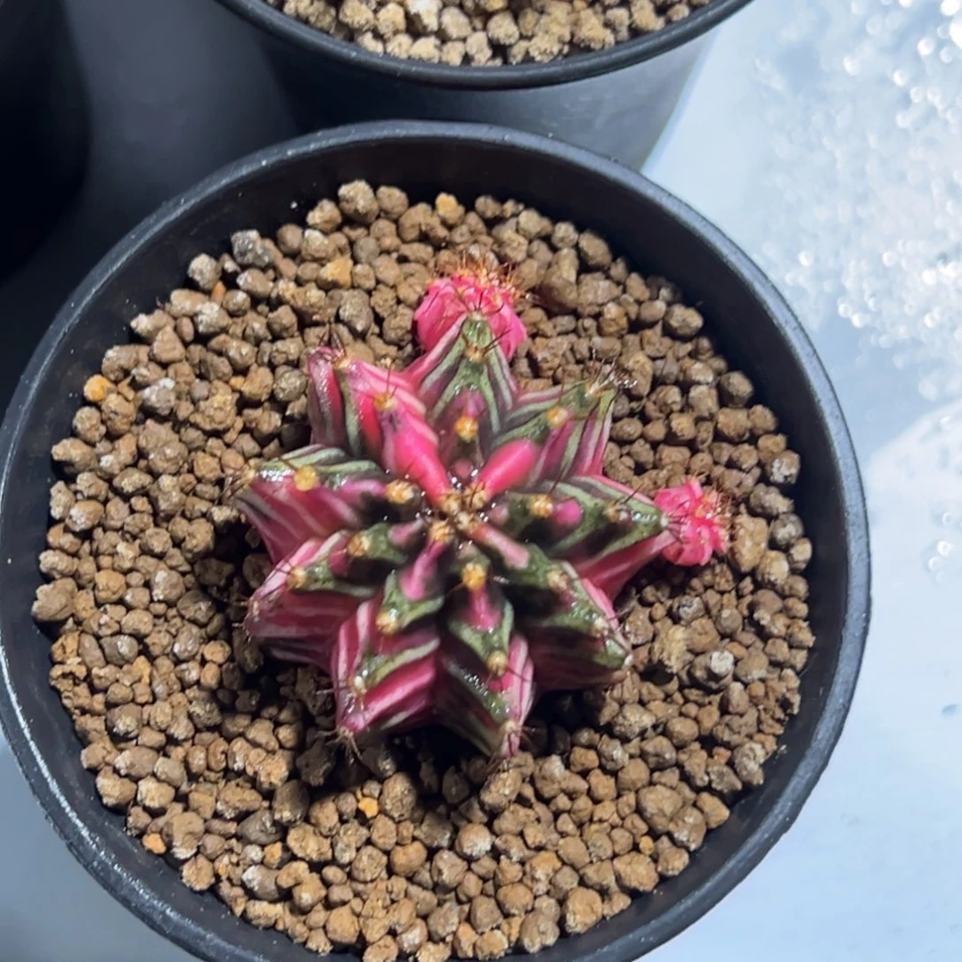 五月侧芽自根带盆土发货