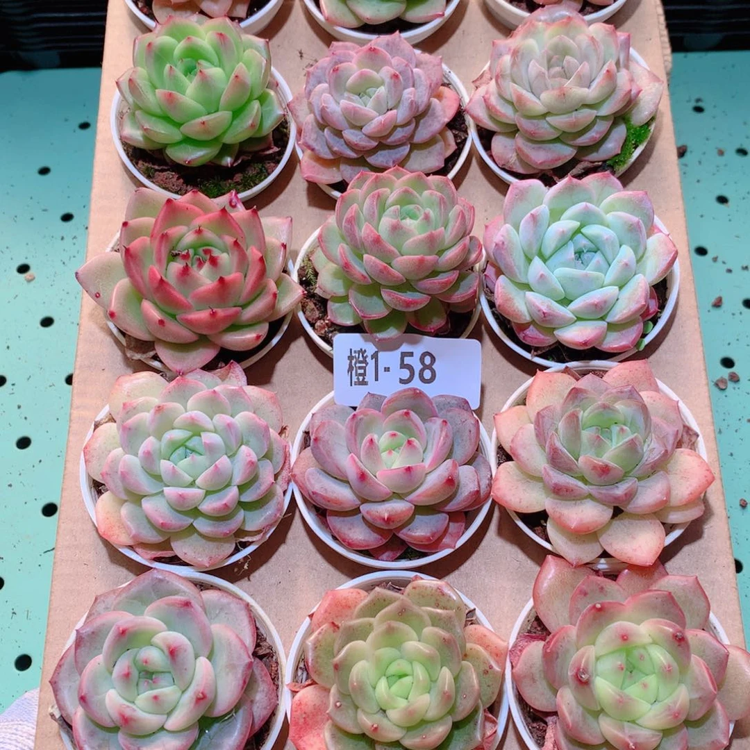 1-58一物一拍多肉带盆18颗