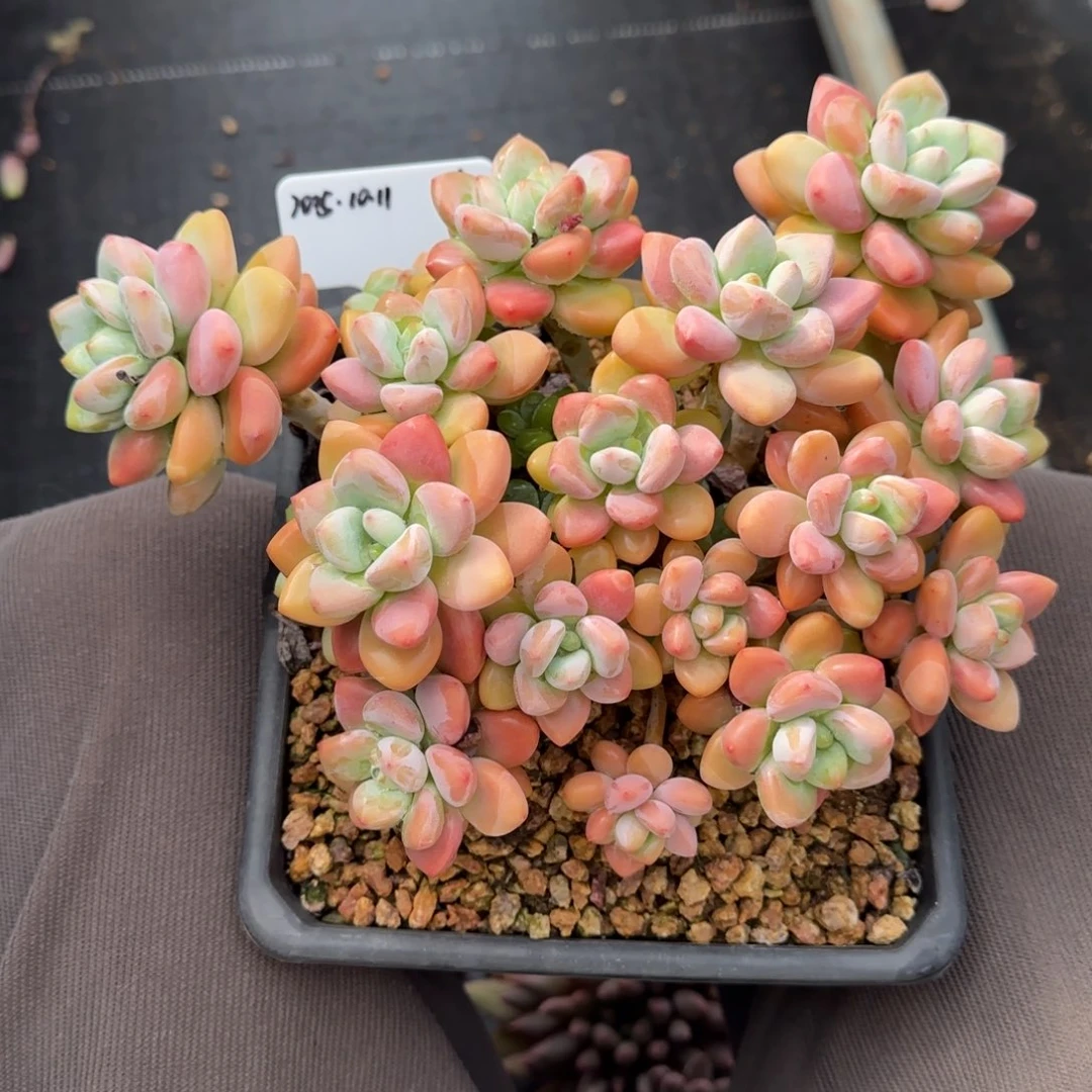 一物一拍红洛神06