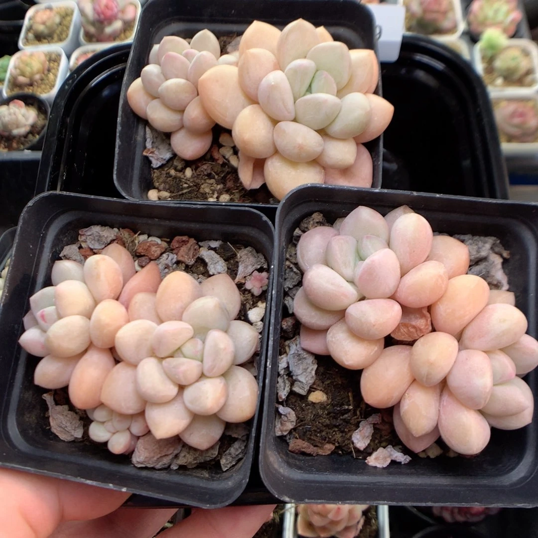 Q119 ，柿子多肉20包邮两天凑单