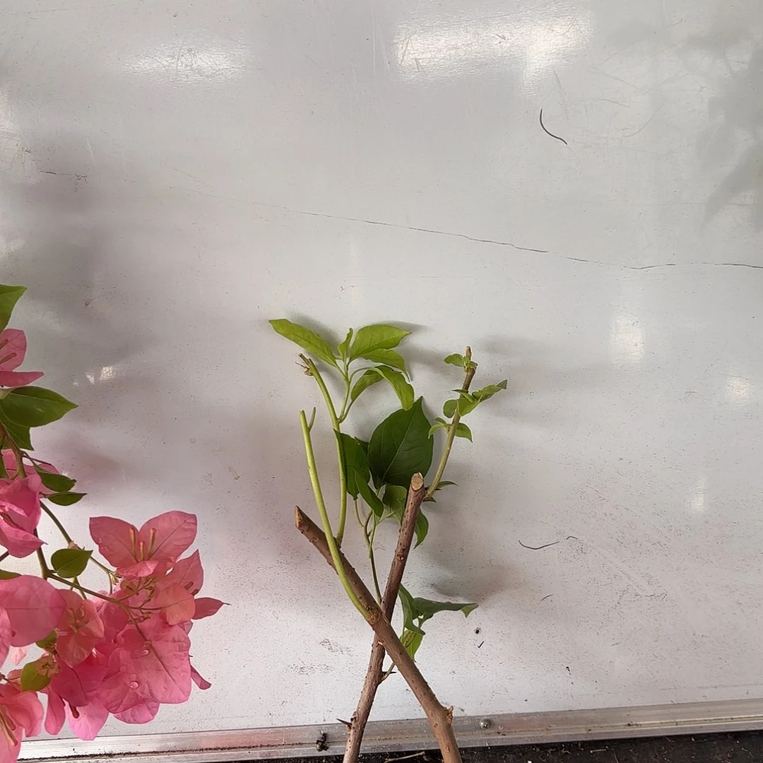 紫***苑无花朵袋苗盲盒两颗