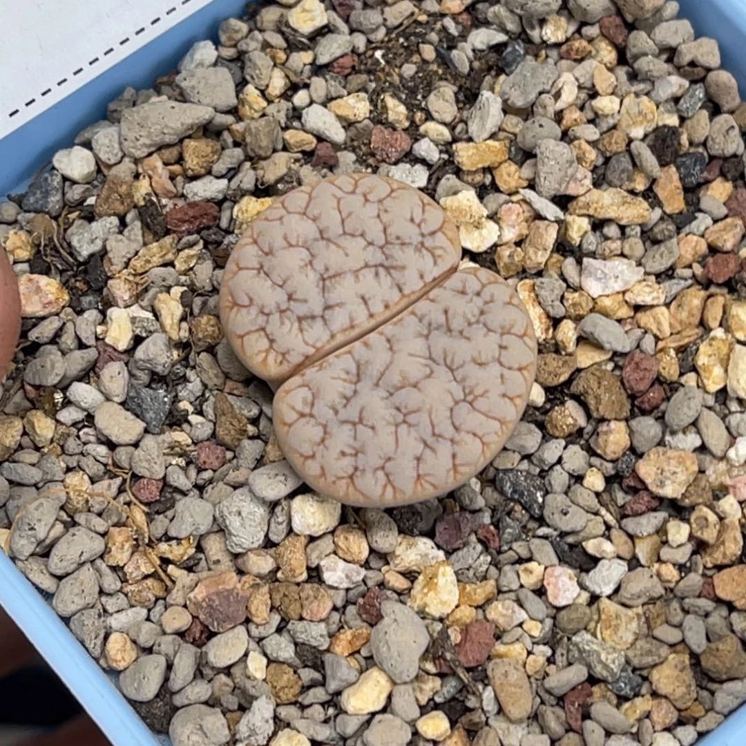 炙***舞3623拿铁189专拍的