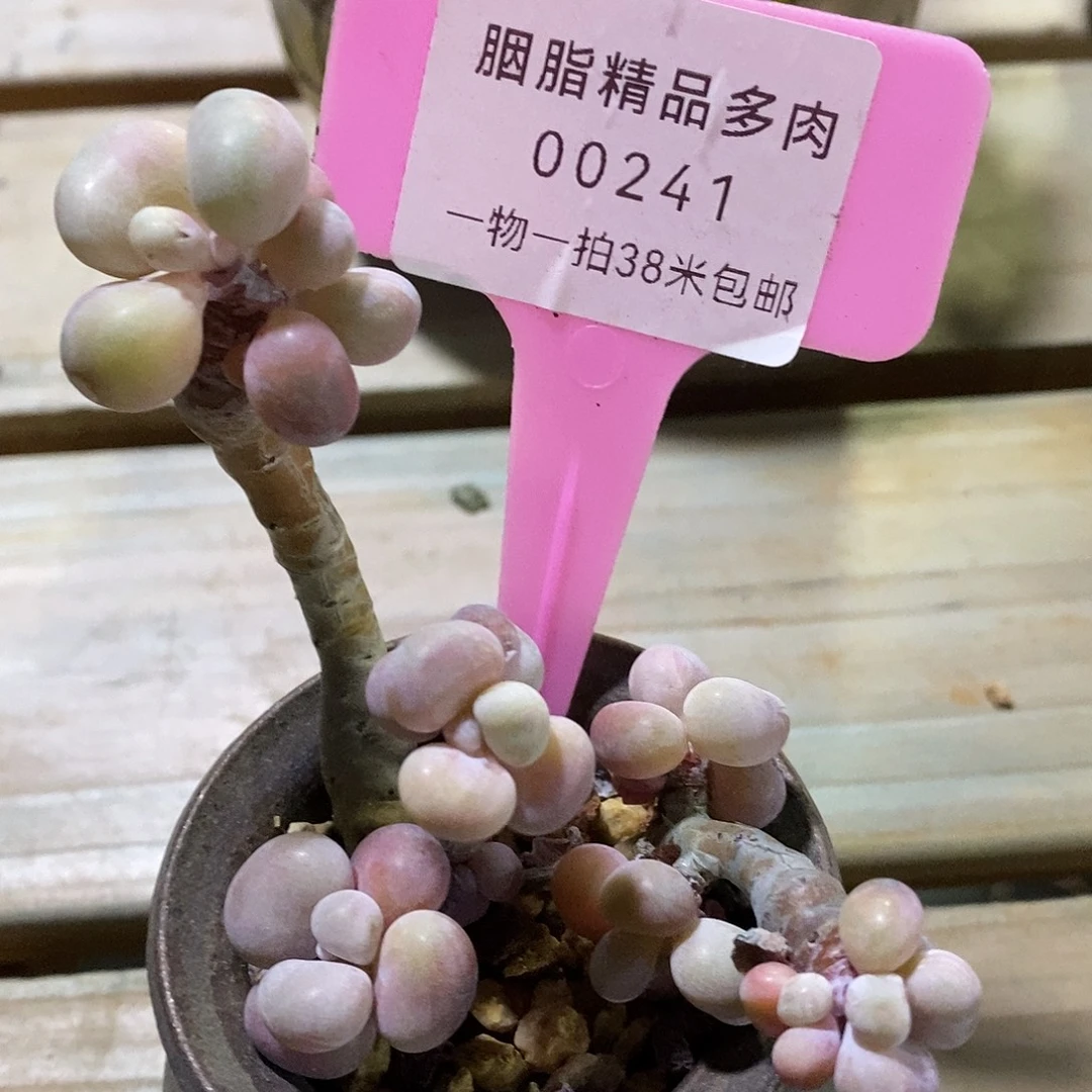 00241奥图咯哦小雨