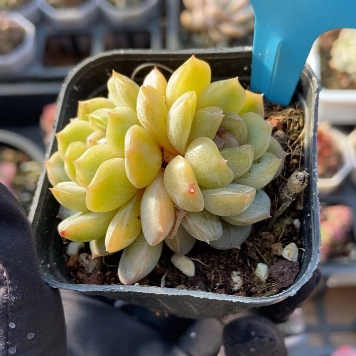 012白恋多肉植物保护研究所