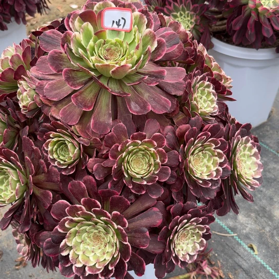 147多肉植物绿植绿植