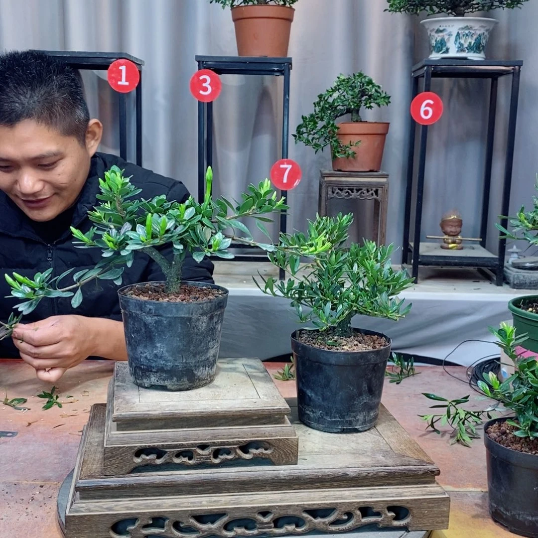 无花朵栀子花开了